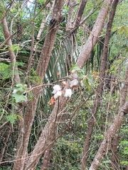 Gossypium hirsutum