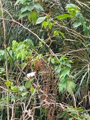 Gossypium hirsutum