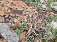 Aloe spicata