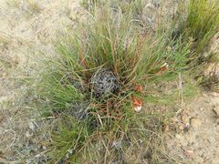 Protea restionifolia