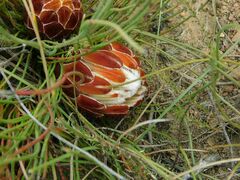 Protea restionifolia