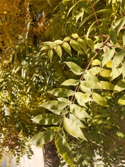 Pistacia chinensis