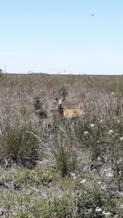 Blastocerus dichotomus