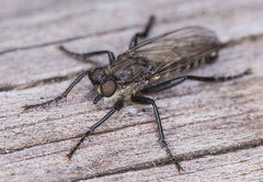 Lasiopogon