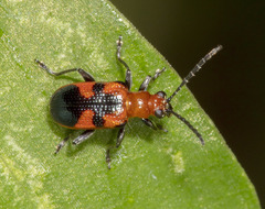 Neolema dorsalis