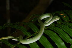 Tropidolaemus wagleri