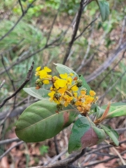 Byrsonima crassifolia