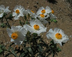 Argemone munita