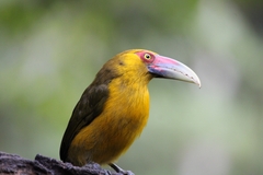 Pteroglossus bailloni