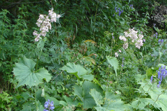 Adenostyles alliariae