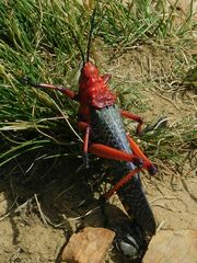 Phymateus morbillosus