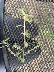 Amaranthus polygonoides