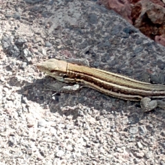 Gallotia galloti