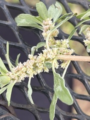Amaranthus polygonoides