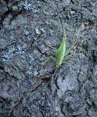 Meconema meridionale