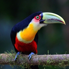 Ramphastos dicolorus