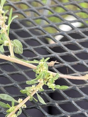 Amaranthus polygonoides