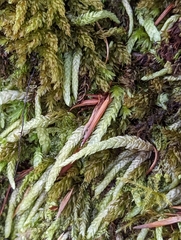 Plagiothecium undulatum