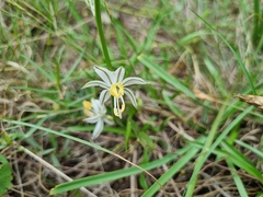 Chlorophytum cooperi