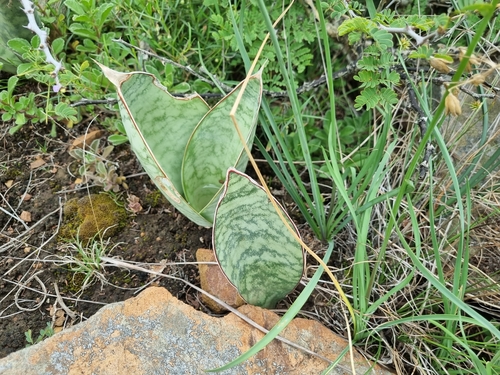 Dracaena hyacinthoides image