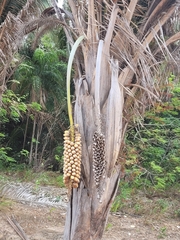 Attalea speciosa