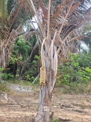 Attalea speciosa