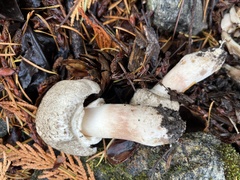 Agaricus deardorffensis