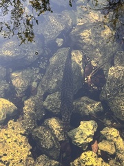 Lepisosteus platyrhincus