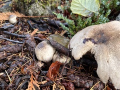 Agaricus deardorffensis