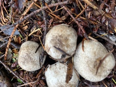 Agaricus deardorffensis