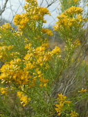 Xylothamia diffusa