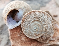 Iberus gualtieranus gualtieranus