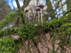 Mycena haematopus