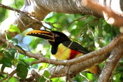 Pteroglossus castanotis