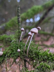 Mycena haematopus