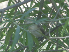 Ficedula parva