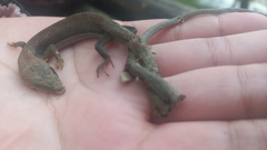 Gerrhonotus infernalis