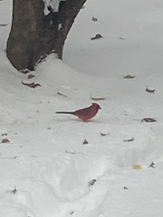 Cardinalis cardinalis