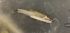 Notropis texanus