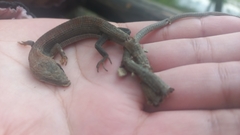 Gerrhonotus infernalis