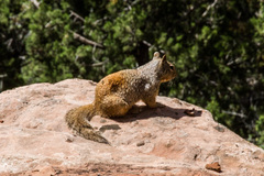 Otospermophilus variegatus utah