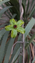 Gonolobus erianthus