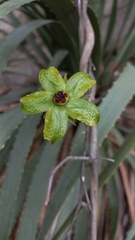 Gonolobus erianthus