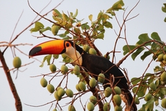 Ramphastos toco