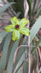 Gonolobus erianthus