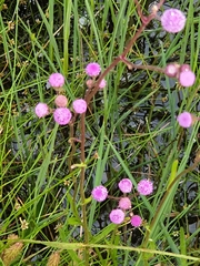 Campuloclinium macrocephalum