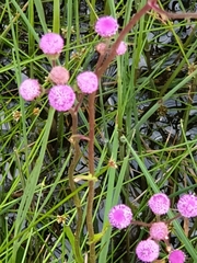 Campuloclinium macrocephalum
