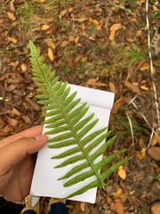 Polypodium plesiosorum