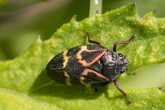 Deois flexuosa