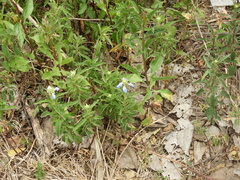 Salvia uliginosa